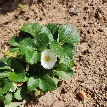 Figu Morisca Gæstehus